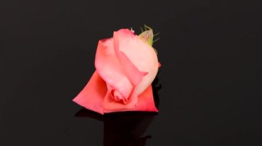 Üzerinde çiy damlası olan pembe bir çiçek. Yumuşak ışık efektli güzel çiçek arkaplanı. Düğün arkaplanı, Sevgililer Günü, Anneler Günü. 4K UHD video görüntüsü 3840X2160.