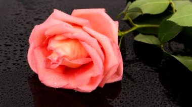Üzerinde çiy damlası olan pembe bir çiçek. Yumuşak ışık efektli güzel çiçek arkaplanı. Düğün arkaplanı, Sevgililer Günü, Anneler Günü. 4K UHD video görüntüsü 3840X2160.