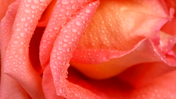 Αρκετά Ροζ Τριαντάφυλλο Λουλούδι Dewdrops Όμορφο Φόντο Λουλούδι Μαλακό Φως — Αρχείο Βίντεο