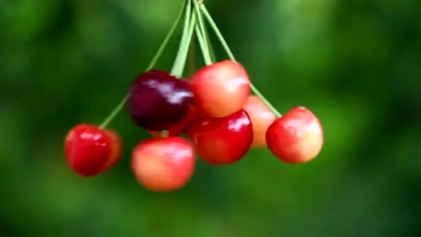 Very Fast Rotation Bunch Cherries Counterclockwise Fresh Juicy Sweet Cherry — Stock Video