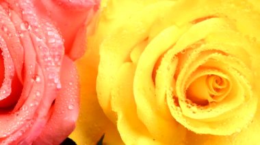 Sarı, kırmızı ve pembe gül ve su damlaları. Yan görüş. 4K UHD video görüntüsü 3840X2160.