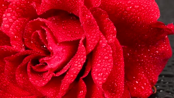 Rosa Roja Con Gotas Agua Sobre Fondo Negro Vista Lateral — Vídeo de stock