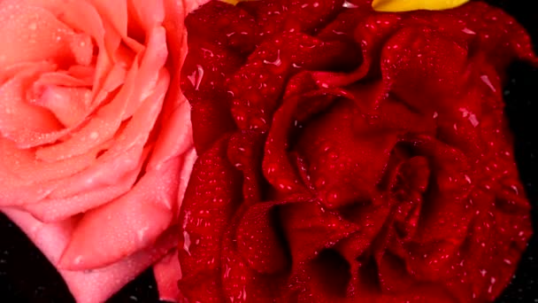 Rosa Amarilla Roja Rosa Con Gotas Agua Sobre Fondo Negro — Vídeos de Stock