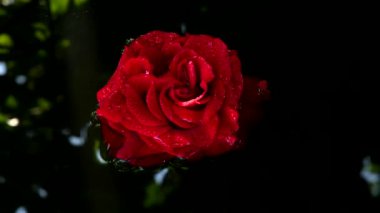 Su yüzeyinde kırmızı gül. 4K UHD video görüntüsü 3840X2160.