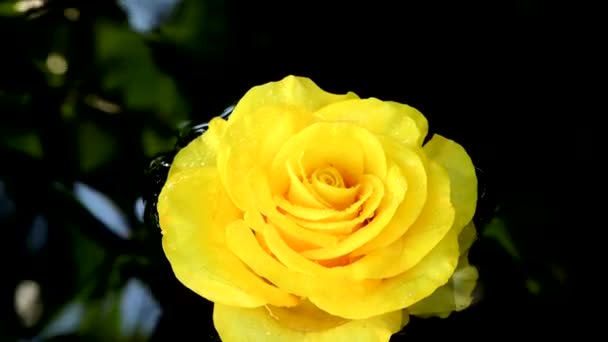 Yellow Rose Water Surface Uhd Video Footage 3840X2160 — Stock Video