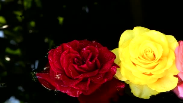 Rosa Amarilla Roja Rosa Superficie Del Agua Imágenes Vídeo Uhd — Vídeos de Stock