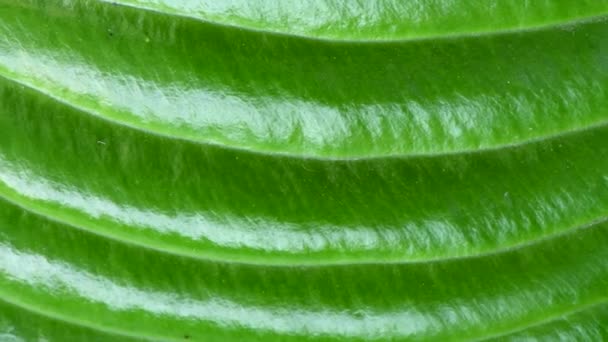 Velké Zelené Listy Rostliny Hosta Přirozeně Krásné Pozadí Hosta Okrasná — Stock video