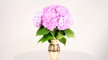 Ortanca pembe çiçek buketi. Döngü hareketi. Rotasyon 360. 4K UHD video görüntüsü 3840X2160