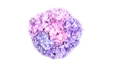 Ortanca pembe çiçekleri beyaz arka planda. Üst Manzara. Döngü hareketi. Rotasyon 360. 4K UHD video görüntüsü 3840X2160