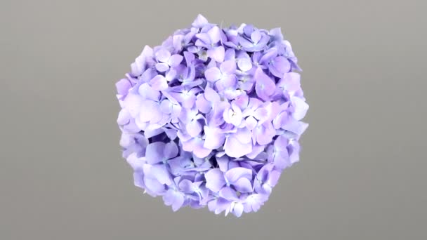 Hydrangea Flores Azuis Buquê Espelho Prata Vista Lateral Movimento Loop — Vídeo de Stock