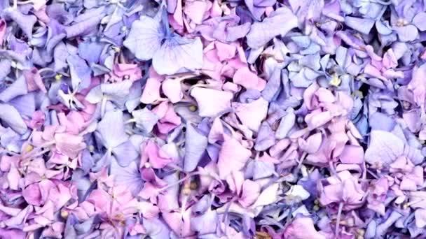 Beaucoup Fleurs Hortensia Vue Latérale Vidéo Uhd 3840X2160 — Video