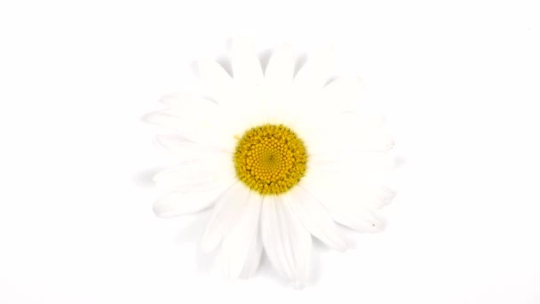 Chamomile White Background Top View Loop Motion Rotation 360 Uhd — Stock Video