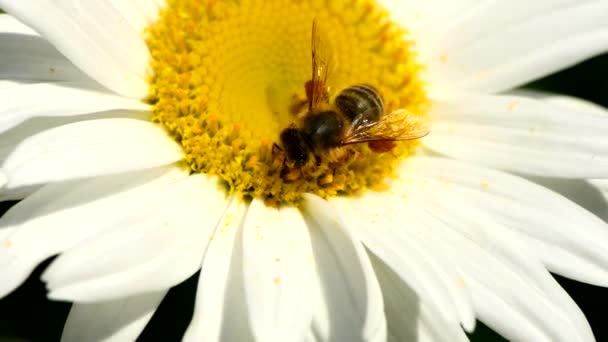 Пчела Ромашке Пчела Собирает Нектар Цветах Маргаритки Пчела Опыляет Цветок — стоковое видео