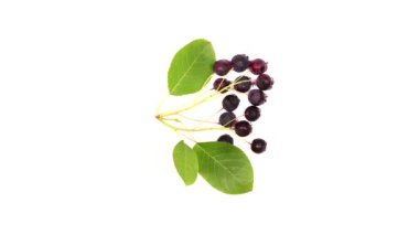 Beyaz arka planda yaprakları olan Amelanchier meyveleri. Döngü hareketi. Amelanchier Shadwood ya da Shadblow olarak da bilinir. Serviceberry ya da Sarvisberry, Irga. Rotasyon 360. 4K UHD video görüntüsü 3840X2160