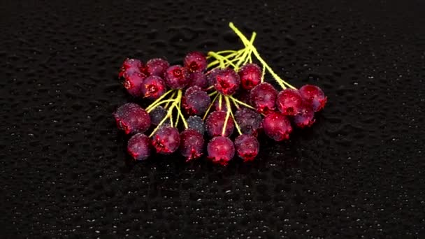 Amelanchier Berries Water Drops Black Background Loop Motion Amelanchier Also — Stock Video