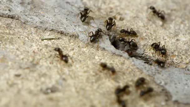コンクリートの隙間で巣で作業している黒いアリのマクロビューを閉じます 女性の黒いアリの出現 Uhdビデオ映像3840X2160 — ストック動画