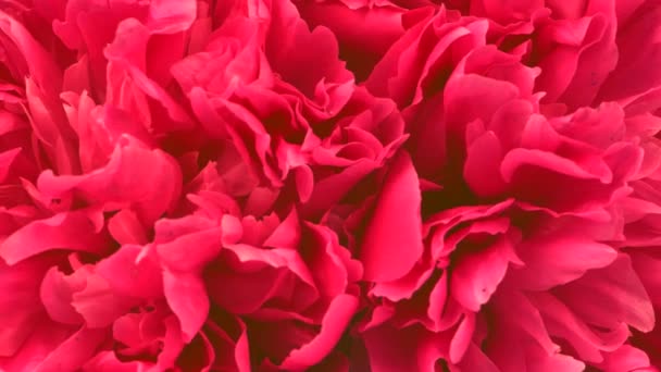 Beautiful Red Peony Background Wedding Backdrop Valentine Day Concept Uhd — Stock Video