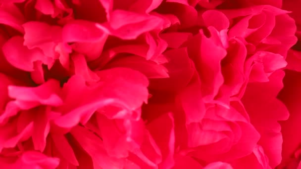 Красный Пионный Фон Свадебный Фон Концепция Дня Святого Валентина Видеоматериалы — стоковое видео