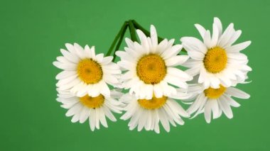 Yeşil aynada üç papatya çiçeği. Yan görüş. 4K UHD video görüntüsü 3840X2160
