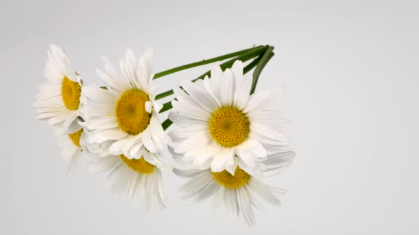 Trois Fleurs Marguerite Sur Miroir Vue Latérale Vidéo Uhd 3840X2160 — Video