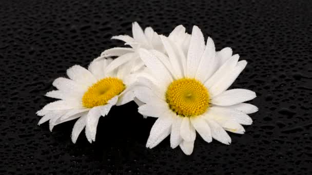 Τρία Λουλούδια Μαργαρίτα Σταγόνες Νερού Μαύρο Φόντο Κίνηση Βρόχου Πλευρική — Αρχείο Βίντεο