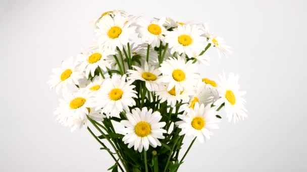 Bouquet Von Gänseblümchen Auf Weißem Hintergrund Schleifenbewegung Seitenansicht Rotation 360 — Stockvideo