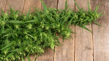 Ahşap arka planda kenevir dalı. Yan görüş. 4K UHD video görüntüsü 3840X2160.