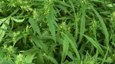 Dönüşümlü olarak kenevir fabrikasını kapatın. Marihuana yetiştiriyorum. Yan görüş. 4K UHD video görüntüsü 3840X2160.