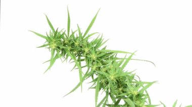 Beyaz üzerinde kenevir dalı. Yan görüş. 4K UHD video görüntüsü 3840X2160.