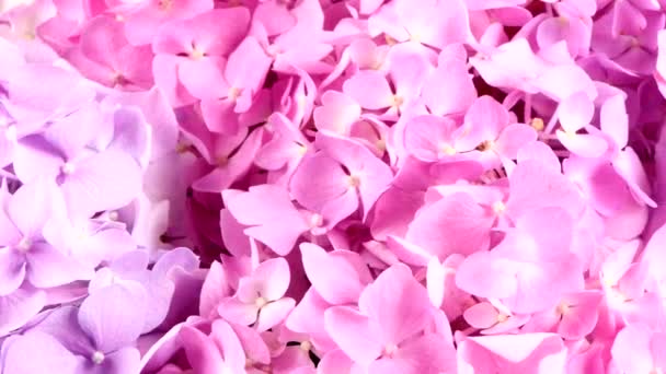 Viele Hortensienblüten Seitenansicht Uhd Videomaterial 3840X2160 — Stockvideo