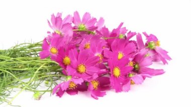 Bir buket çiçek Kosmeya. Çiçek Cosmeya ya da çiçek kozmosu. Asteraceae familyasından yıllık ve uzun ömürlü bir bitki cinsidir. 4K UHD video görüntüsü 3840X2160