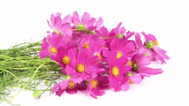 Μπουκέτο Λουλούδια Κοσμέγια Λουλούδι Cosmetya Λουλούδι Κόσμο Είναι Γένος Ετήσιων — Αρχείο Βίντεο