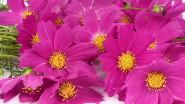 Bouquet Fleurs Kosmeya Cosmeya Fleur Cosmos Fleur Est Genre Plantes — Video