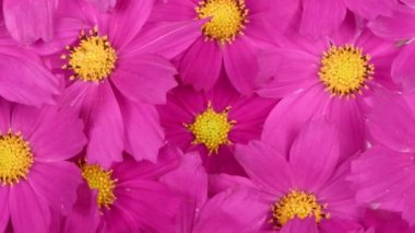 Bir buket çiçek Kosmeya. Çiçek Cosmeya ya da çiçek kozmosu. Asteraceae familyasından yıllık ve uzun ömürlü bir bitki cinsidir. 4K UHD video görüntüsü 3840X2160
