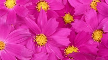 Bir buket çiçek Kosmeya. Çiçek Cosmeya ya da çiçek kozmosu. Asteraceae familyasından yıllık ve uzun ömürlü bir bitki cinsidir. 4K UHD video görüntüsü 3840X2160
