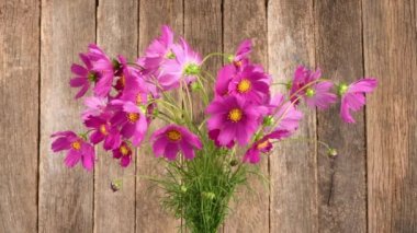 Bir buket çiçek Kosmeya. Çiçek Cosmeya ya da çiçek kozmosu. Asteraceae familyasından yıllık ve uzun ömürlü bir bitki cinsidir. 4K UHD video görüntüsü 3840X2160