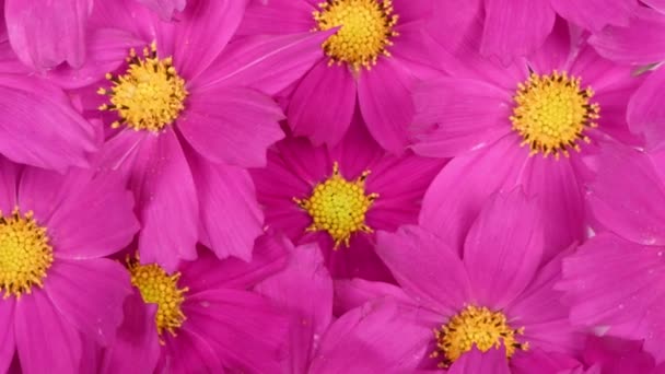 一束花 Kosmeya 花的宇宙或花朵的宇宙 是一个属的一年生和多年生草本植物的紫杉科 Uhd视频3840X2160 — 图库视频影像