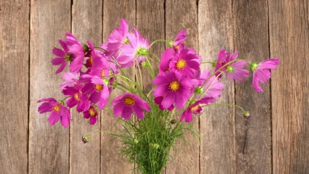 Bouquet Flowers Kosmeya Flower Cosmeya Flower Cosmos Genus Annual Perennial — Stock Video