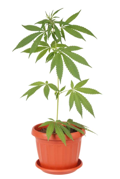 Hemp (cannabis) — Stock Photo, Image