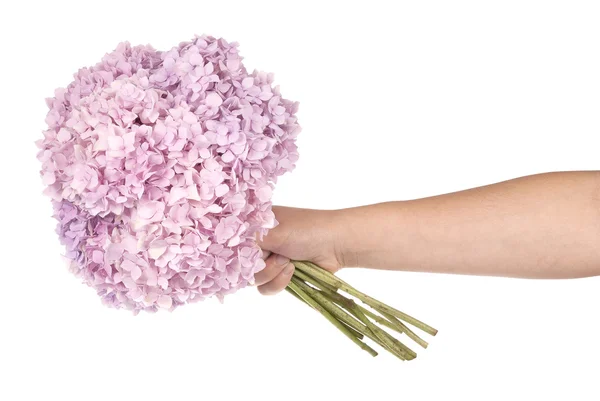 Розовый цветок гортензии в руке (Вырезка путь ) — стоковое фото
