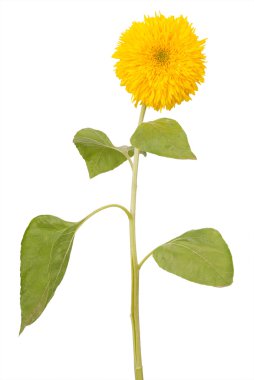 Dekoratif ayçiçeği