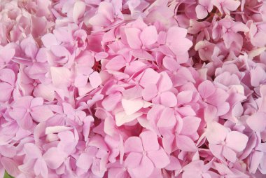 pembe ortanca macrophylla