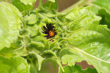 Ayçiçeği tarihinde uğur böceği