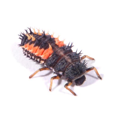 Palyaço uğur böceği larvaları (Harmonia axyridis)