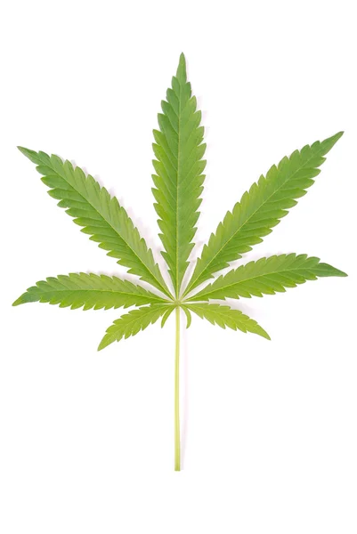 Hemp (cannabis) — Stock Photo, Image