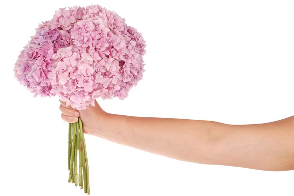 Hortensia de flor rosa en la mano (camino de recorte ) — Foto de Stock