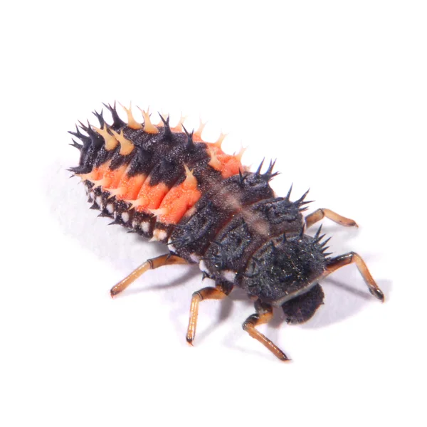 Harlekýn Beruška larvy (Harmonia axyridis) — Stock fotografie