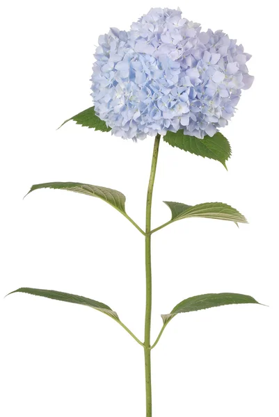 Mavi çiçek ortanca (kırpma yolu) — Stok fotoğraf