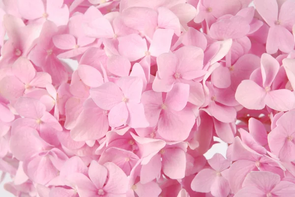 pembe ortanca macrophylla