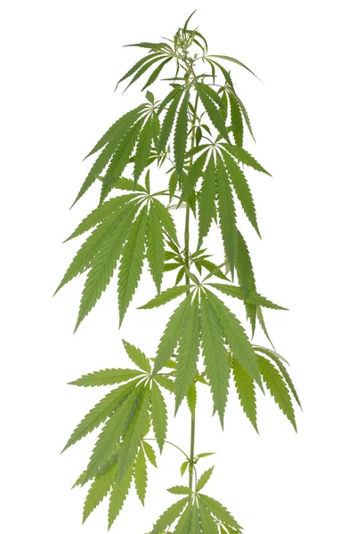 Konopí (cannabis) — Stock fotografie